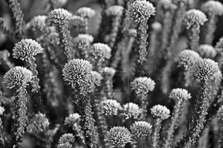 Close up of blombos blossoms monochrome