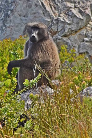Close up of an Baboon in fynbos