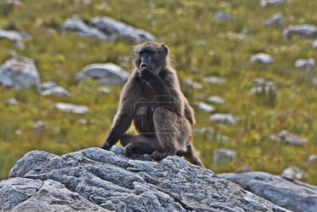 Primer plano de un babuino en Fynbos