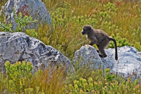 Nahaufnahme eines Pavians in Fynbos