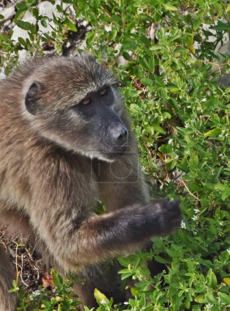 Gros plan d'un babouin en fynbos