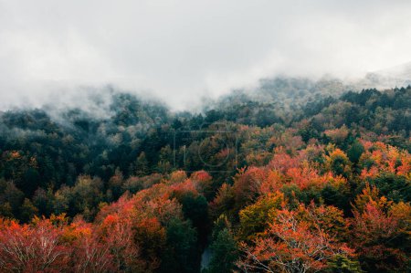 Photo for Aerial shot of autumn treetops in the fog - Royalty Free Image
