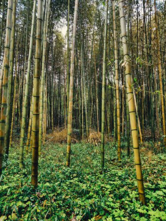 Foto de Césped verde bajo bambú Crecimiento vertical . - Imagen libre de derechos