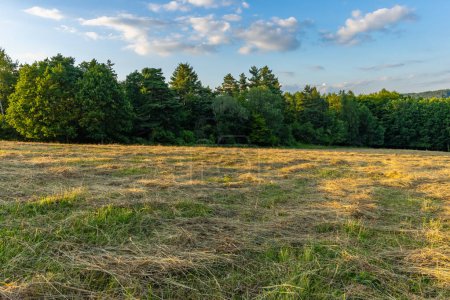 Meadow with mowed and dry grass. In the background there is a leafy forest and a sky with clouds.