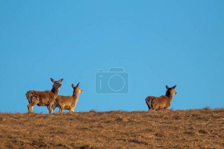 Three outgoing wild female deer on a hill during early spring.