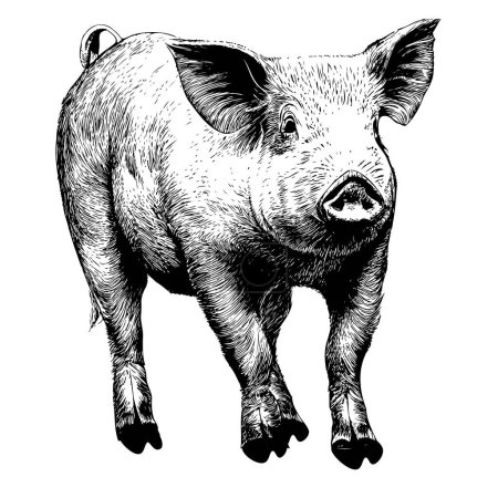 Young pig hand drawn sketch.Farm animal.Vector illustration.