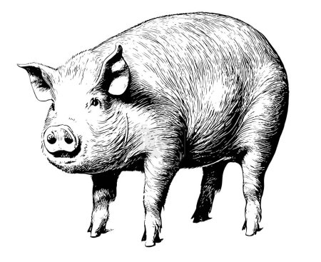 Cerdo grasa realista dibujado a mano sketch.Livestock vector.