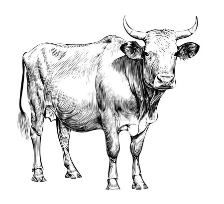 Kuh stehend Seitenansicht graviert handgezeichnete Skizze. Viehzucht. Vector Illustration.