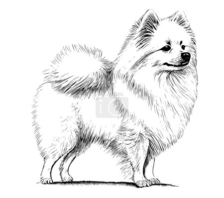 Ilustración de Raza de perro spitz dibujado a mano grabado sketch.Vector ilustración. - Imagen libre de derechos