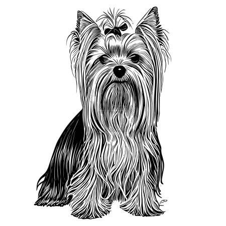 Dog breed Yorkshire terrier sketch hand drawn in engraving.Vector illustration.