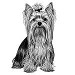 Dog breed Yorkshire terrier sketch hand drawn in engraving.Vector illustration.