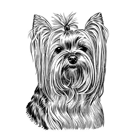 Perro yorkshire terrier boceto dibujado a mano en grabado. Ilustración vectorial.