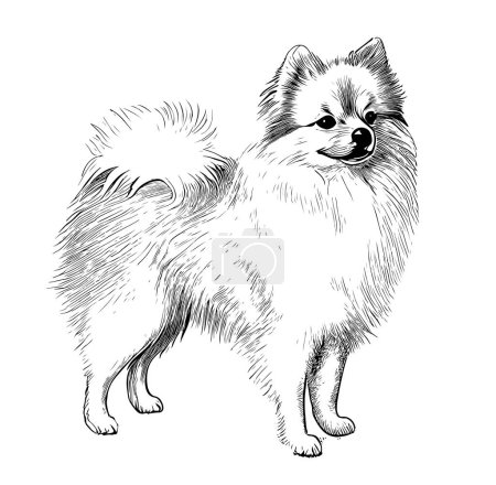 Ilustración de Raza de perro spitz dibujado a mano grabado sketch.Vector ilustración. - Imagen libre de derechos