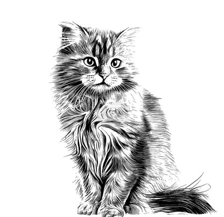 Niedliche flauschige Katze handgezeichnete Gravurskizze. Vector Illustration.