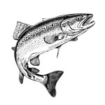 Trout fish in hand drawn strokes.Vector illustration.
