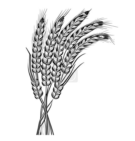 Téléchargez les illustrations : Bouquet d'épis de blé croquis dessiné à la main dans un style doodle Illustration vectorielle. - en licence libre de droit