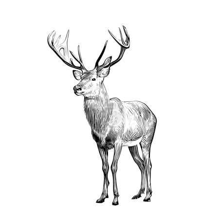 Illustration for Deer sketch hand drawn doodle style hunting vector illustration. - Royalty Free Image