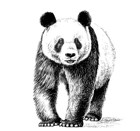 Illustration for Portrait of a cute panda in full length sketch hand drawn in engraving style Vector illustration. - Royalty Free Image