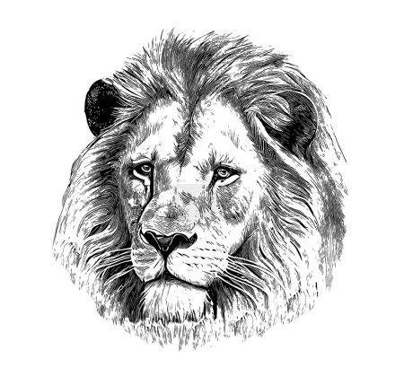 Illustration for Lion portrait sketch hand drawn engraving style Vector illustration. - Royalty Free Image
