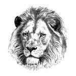 Lion portrait sketch hand drawn engraving style Vector illustration.