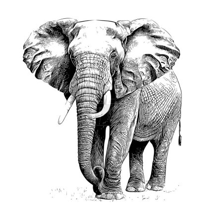 Ilustración de Elefante de pie mano dibujado grabado estilo boceto Vector ilustración. - Imagen libre de derechos