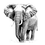 Elephant standing hand drawn engraving style sketch Vector illustration.