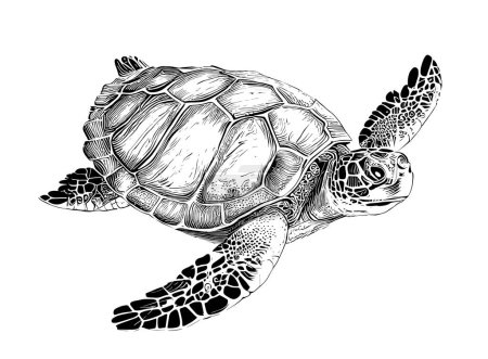 Illustration for Sea turtle hand drawn engraving style sketch Underwater animals Vector illustration. - Royalty Free Image