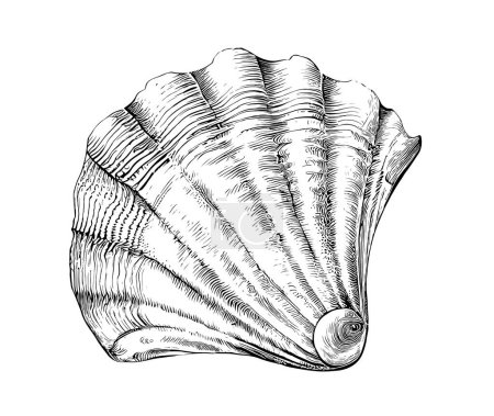 Téléchargez les illustrations : Seashell Saint-Jacques croquis dessiné à la main style de gravure Animaux sous-marins Illustration vectorielle - en licence libre de droit