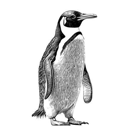 Téléchargez les illustrations : Esquisse de pingouin dessinée à la main dans le style de gravure Animaux de mer Illustration vectorielle. - en licence libre de droit