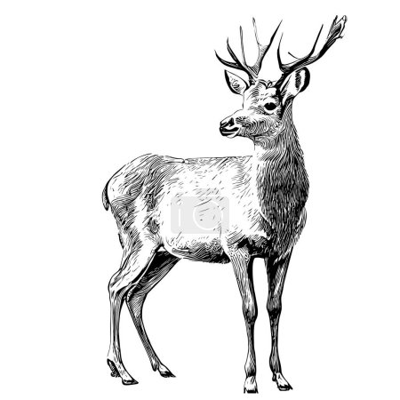 Deer sketch hand drawn engraving style Vector illustration.