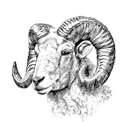 Illustration for Portrait of sheep farm animal hand drawn sketch Agriculture farm Vector illustration. - Royalty Free Image