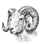 Portrait of sheep farm animal hand drawn sketch Agriculture farm Vector illustration.