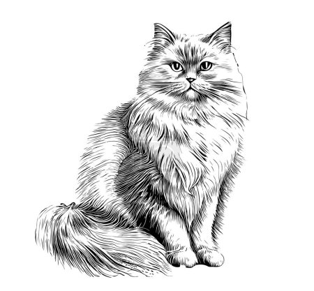 Ilustración de Dibujo dibujado a mano sentado gato esponjoso Mascotas Vector ilustración - Imagen libre de derechos