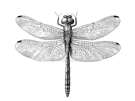Illustration for Dragonfly hand drawn sketch Insects Vector illustration. - Royalty Free Image