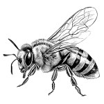 bee sitting hand drawn sketch insects vector illustration