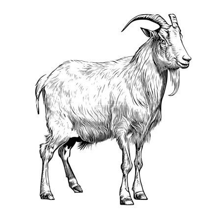 Téléchargez les illustrations : Ferme chèvre dessin à la main croquis vue de côté Agriculture Illustration vectorielle - en licence libre de droit