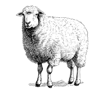 Illustration pour Croquis de moutons de ferme vue latérale dessinée à la main Illustration vectorielle agricole - image libre de droit