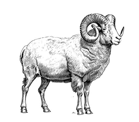 Ilustración de Granja carnero ovejas bosquejo dibujado a mano vista lateral Agricultura Vector ilustración. - Imagen libre de derechos