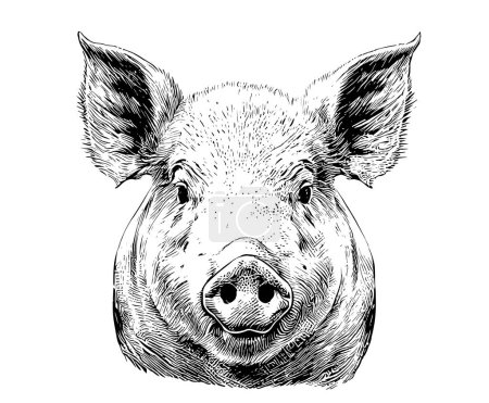 Téléchargez les illustrations : Porcelet portrait croquis dessiné à la main Agriculture et bétail Illustration vectorielle. - en licence libre de droit