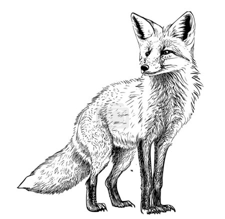 Illustration for Fox sitting hand drawn sketch Wild animals Vector illustration - Royalty Free Image