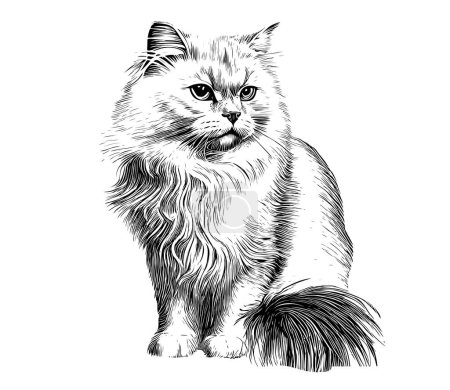 Illustrazione per Fluffy carino gatto disegnato a mano schizzo vettoriale illustrazione - Immagini Royalty Free