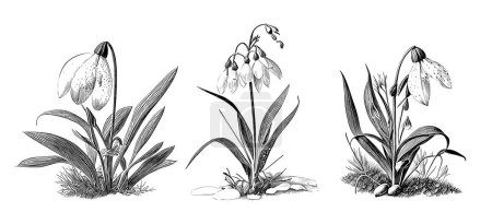 Illustration for Snowdrop flowers set hand drawn sketch Wild flowers Vector illustration. - Royalty Free Image