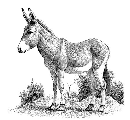 Croquis animal âne croquis dessiné à la main, illustration vectorielle de style gravure.