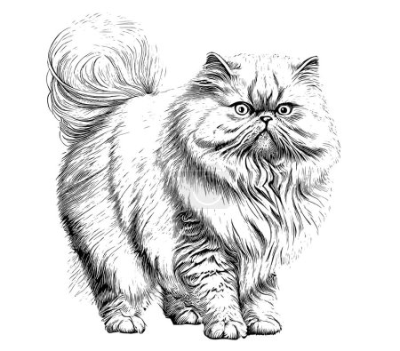 Gato mullido persa de pie boceto vintage dibujado a mano estilo grabado Vector ilustración.