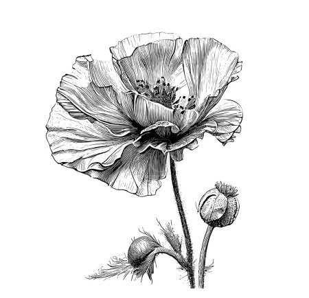 Ilustración de Flor de amapola jardín dibujado a mano grabado estilo boceto Vector ilustración. - Imagen libre de derechos