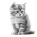 Small fluffy kitten sketch hand drawn engraved style Vector illustration..