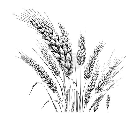 Ilustración de Orejas de trigo boceto dibujado a mano grabado estilo vector ilustración - Imagen libre de derechos
