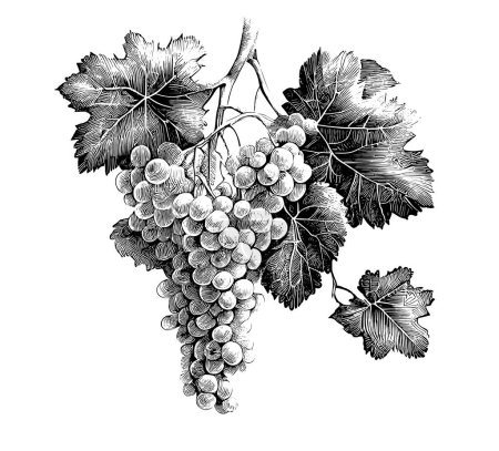 Ilustración de Ramo de uvas bosquejo dibujado a mano estilo grabado Vector ilustración. - Imagen libre de derechos