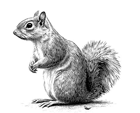Téléchargez les illustrations : Écureuil assis croquis dessiné à la main style gravé Illustration vectorielle. - en licence libre de droit