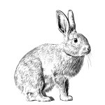 Rabbit sitting sketch engraving hand drawn Vector illustration